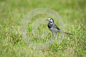 White wagtail Motacilla alba bird on the grass