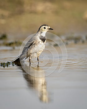 White wagtail or Motacilla alba bird portrait with reflection in water at keoladeo national park or bharatpur bird sanctuary