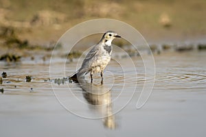 White wagtail or Motacilla alba bird portrait with reflection in water during safari at forest of central india