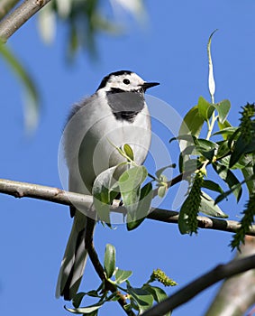 White wagtail, Motacilla alba. A bird sits on a branch among the leaves against the blue sky