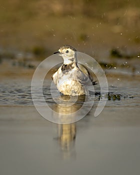 White wagtail or motacilla alba closeup or portrait bathing or splashing in puddle water at keoladeo national park or bharatpur