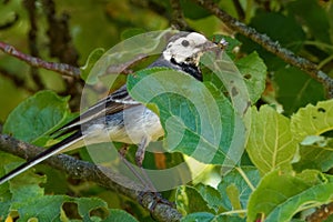 White wagtail (Motacilla alba) is a common and widespread small passerine bird