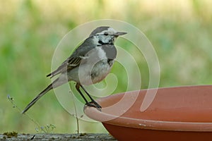 White wagtail (Motacilla alba) on a earthen bowl