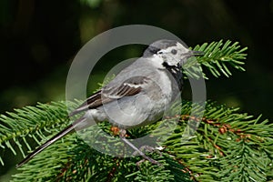 White wagtail (Motacilla alba) on a fir-tree