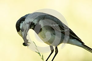 White wagtail (Motacilla alba), going to feed juveniles