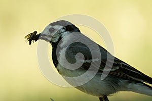 White wagtail (Motacilla alba), going to feed juveniles