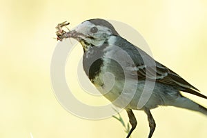 White wagtail (Motacilla alba), going to feed juveniles