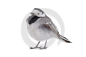 White Wagtail Motacilla alba