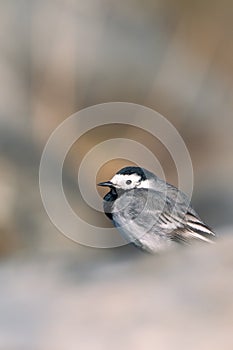 White wagtail (Motacilla alba) isolated from the white foreground and brown background