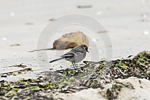 White Wagtail, Motacilla alba photo