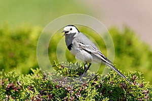 White wagtail motacilla alba male