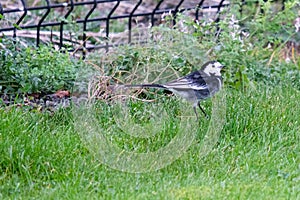 White Wagtail Motacilla alba, near Victoria Park, Belfast, Northern Ireland, UK