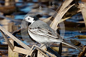 White wagtail (Motacilla alba) on a pond.