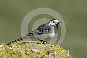 White Wagtail (Motacilla alba) photo