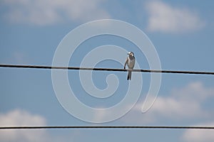 White Wagtail Motacilla alba sitting on eletric wire against a blue sky background. Copy space. clouds