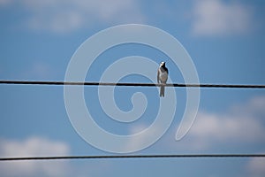 White Wagtail Motacilla alba sitting on eletric wire against a blue sky background. Copy space. clouds