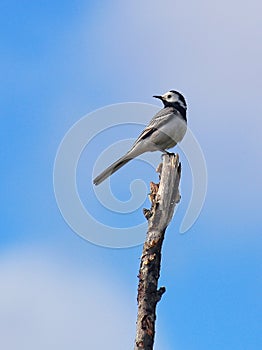 White wagtail (Motacilla alba) sitting high up on a branch