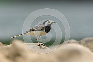 White wagtail, Motacilla alba, sitting on a rock near a river. Portrait of a common songbird with long tail and black and white fe