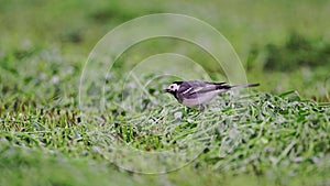 White Wagtail - Motacilla alba, small popular passerine bird from European fileds, meadows and wetlands, Ukraine.