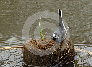 White wagtail Motacilla alba in spring