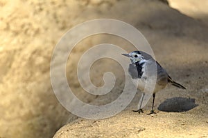White wagtail Motacilla alba standing on rock