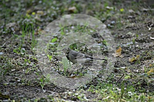 THe white wagtail (motacilla alba) walks and looks for some food