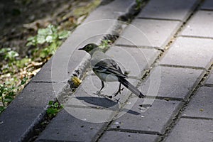 The white wagtail (motacilla alba) walks and looks for some food