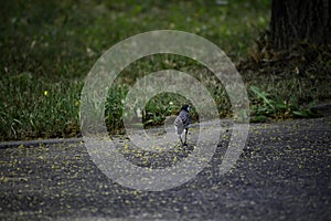 The white wagtail (motacilla alba) walks and looks for some food