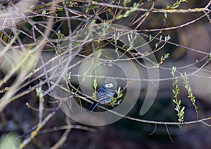 White Wagtail - Motacilla alba on the Zenn River