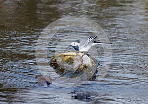 White Wagtail - Motacilla alba on the Zenn River