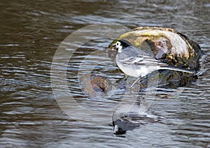 White Wagtail - Motacilla alba on the Zenn River