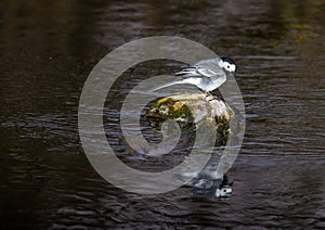 White Wagtail - Motacilla alba on the Zenn River