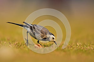 The white wagtail with nature