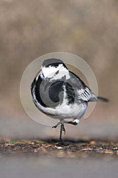 White Wagtail, Pied Wagtails, Wagtails, Motacilla alba