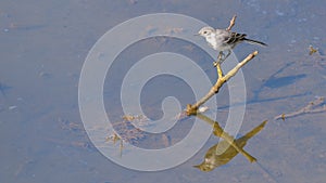 White wagtail posed on a branch