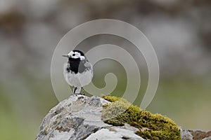 The white wagtail on a rock