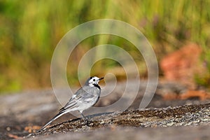 White Wagtail on a rock