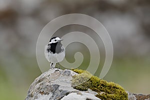 The white wagtail on a rock photo