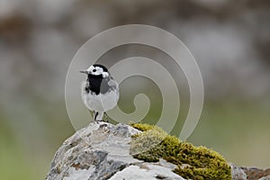 The white wagtail on a rock photo