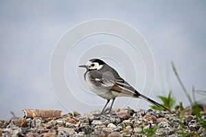 White Wagtail on a Rocky Open Space in Tampere, Finland