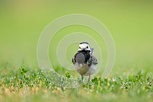 A White Wagtail running on a meadow