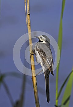 White wagtail on rush