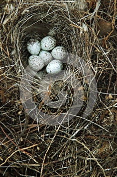 white Wagtail's nest (Motacilla alba) under stone