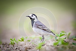 White wagtail searching for food wildlife high res image