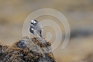 The white wagtail on a seaweed bed