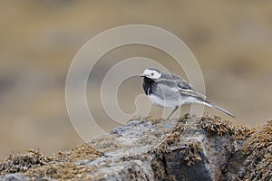 The white wagtail on a seaweed bed