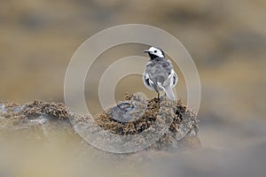 The white wagtail on a seaweed bed