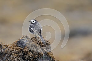 The white wagtail on a seaweed bed photo
