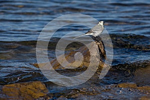 The white wagtail sitting on a brown stone