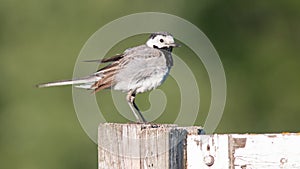 white wagtail sitting on a fence in summer
